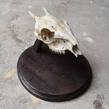 Antique Vintage 30s 1930s Blue Duiker Skull Mount Hunting ...