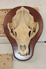Sold at Auction: BLACK BEAR Skull on a Wooden Plaque