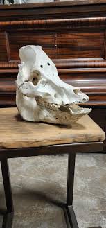Domestic Pig Skull XL Large Pot Belly Head Farm Find Rare - Etsy