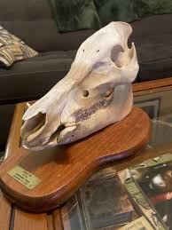 Authentic Feral Pig Skull Mount - Etsy Australia