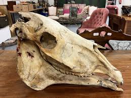 Lot 1285 - Skulls/Anatomy: An Early 20th Century Horse
