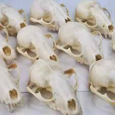 Real Raccoon Full Skulls, Tops, Jaws - Procyon lotor - See ...