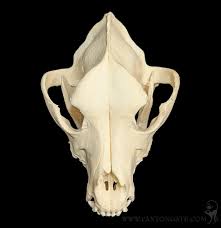 Large Domestic Dog Skull For Sale | Paxton Gate