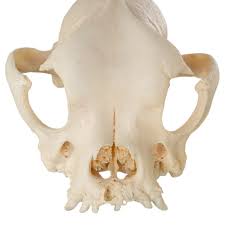 Real French Bulldog Skull For Sale — Skulls Unlimited ...