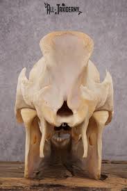 Razorback boar taxidermy skull SKU 2517 - All Taxidermy