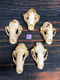5 Real Raccoon Skulls Heads Bone Educational Model Garden ...