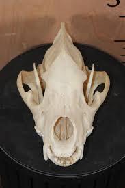 Sold at Auction: HYENA SKULL