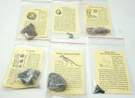 Lot of 6 Fossils Wood Algae Dinosaur Bone Shark Teeth Gastropods Horn Coral | eBay