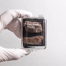 Dinosaur Bone Fossil Fragments