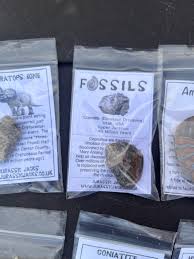 Fossil Collection With Mosasaur Tooth, Dinosaur Bone, Dinosaur Poo, Dinosaur Eggshell Real Prehistoric Fossils - Etsy Canada