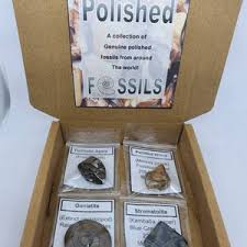 Polished Fossils - Etsy UK