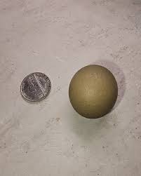 Sherolyn | Legbars get broody this time of year so we let ...