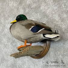 Mallard Duck Drake Bird Mount For Sale #28124 - The ...