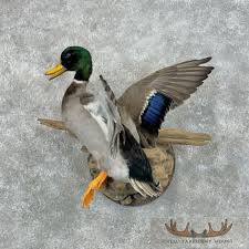 Mallard Duck Drake Taxidermy Bird Mount For Sale - Creel ...