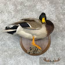 Mallard Duck Drake Taxidermy Bird Mount For Sale - Creel ...