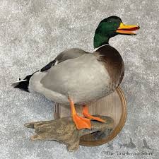 Mallard Duck Drake Bird Mount For Sale #28131 - The ...