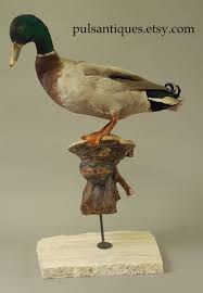 Vintage Mid-century Taxidermy Duck | Mounted on Tree ...