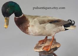 Vintage Mid-century Taxidermy Duck | Mounted on Tree ...
