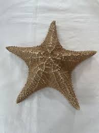 11" Dried Starfish. Handsome example for teaching or private collection. | eBay