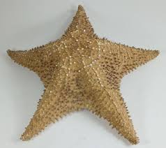 Fish Netting and Starfish For Nautical Décor. 9' X 5' Netting, 11" Starfish. | eBay