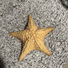 Starfish Taxidermy | eBay