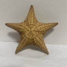 Real Star Fish | eBay