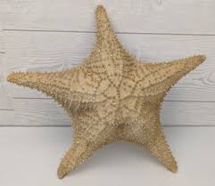 Large Star Fish | eBay