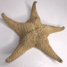 Vintage Beautiful Real Dried Starfish Large (13") Fossil Home Decor Nautical | eBay Australia