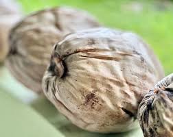 Organic Dried Coconut: Eco-friendly Tropical Craft Supply - Etsy