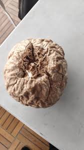 What's this thing, it's white all the way through : r/mushroomID