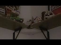 Q-vo Perros - YouTube