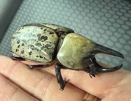 Are rhinoceros and Hercules beetles the same?