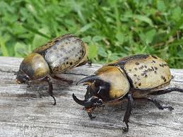 About Eastern Hercules Beetle - Maryland Biodiversity Project