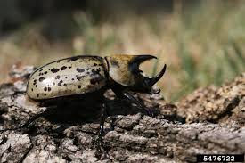 eastern Hercules beetle (Dynastes tityus (Linnaeus, 1758))