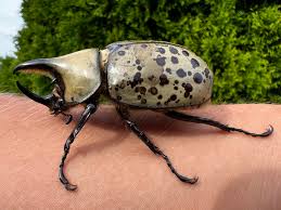 Found this hunk in the driveway! : r/whatsthisbug