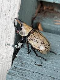 Is this a hercules beetle? Its HUGE! Columbus GA USA.