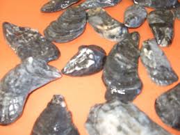 Black Oyster Shells from OBX Carolina_ Decor, Crafts 50 ...