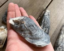 Natural Eastern Oyster Shells, Craft Jewelry Making Shells ...