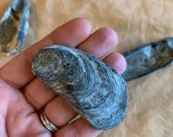 Natural Eastern Oyster Shells, Collected on Myrtle Beach SC ...