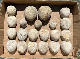 BULK LOT Texas Fossil Echinoids Holaster Macraster Globator ...