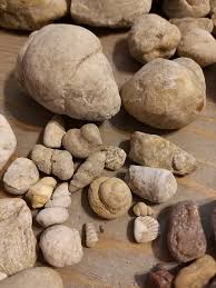 Identification of a Salenia Echinoid Fossil Found in Travis ...