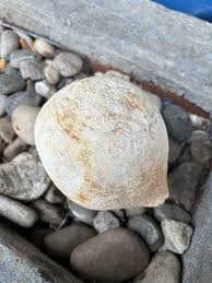 So sorry guys, but is it an egg? : r/fossilid
