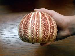 Giant Red English Channel Sea Urchin Shell