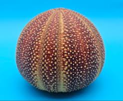 English Urchin Shell 4.8" Echinus esculentus Round Display ...
