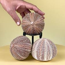 Sea Urchin Skeleton (Spherechinus esculentus) – Latiaxis