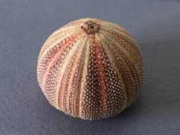 Echinidae, Echinus esculentus, Sea Urcin, England, North Sea ...