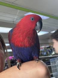 What should I name her? : r/parrots