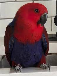 Lost red female eclectus parrot in Oakland, CA