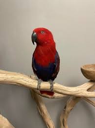 Parrot for adoption - LGR Eclectus, an Eclectus in ...