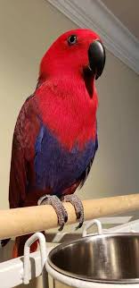 Lost 10 weeks old female eclectus parrot in Port Charlotte, FL